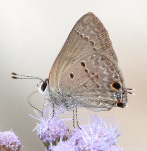 SCRUB-HAIRSTREAK, MALLOW (Strymon istapa) (11-6-13) the butterfly center, mission, tx -02
