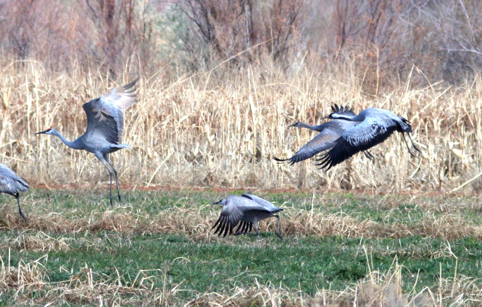 250 - COMMON CRANE (1-28-13) overton, nevada  (3)