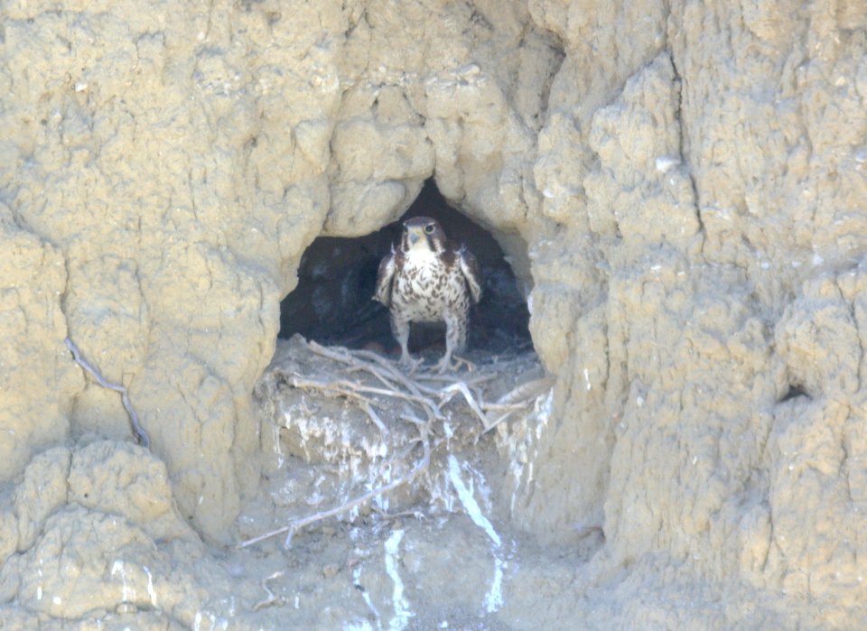 FALCON, PRAIRIE (3-30-08) carrizo - at nest
