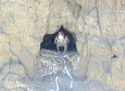 FALCON, PRAIRIE (3-30-08) carrizo - at nest