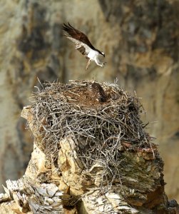 Adult osprey landing