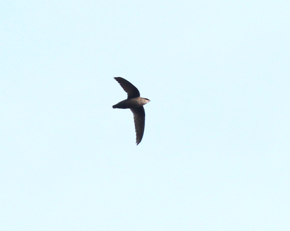 484 - CHIMNEY SWIFT (5-24-2015) middlesex co, ma -02