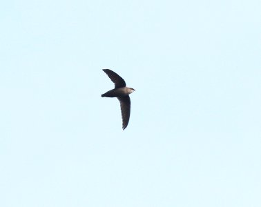 484 - CHIMNEY SWIFT (5-24-2015) middlesex co, ma -02