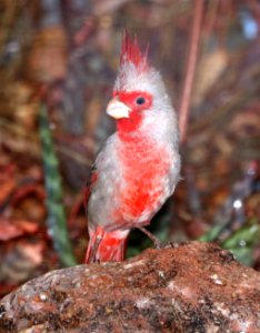 917 - PYRRHULOXIA (2-16-2018) 78 circulo montana, lake patagonia ranch estates, santa cruz co, az -02