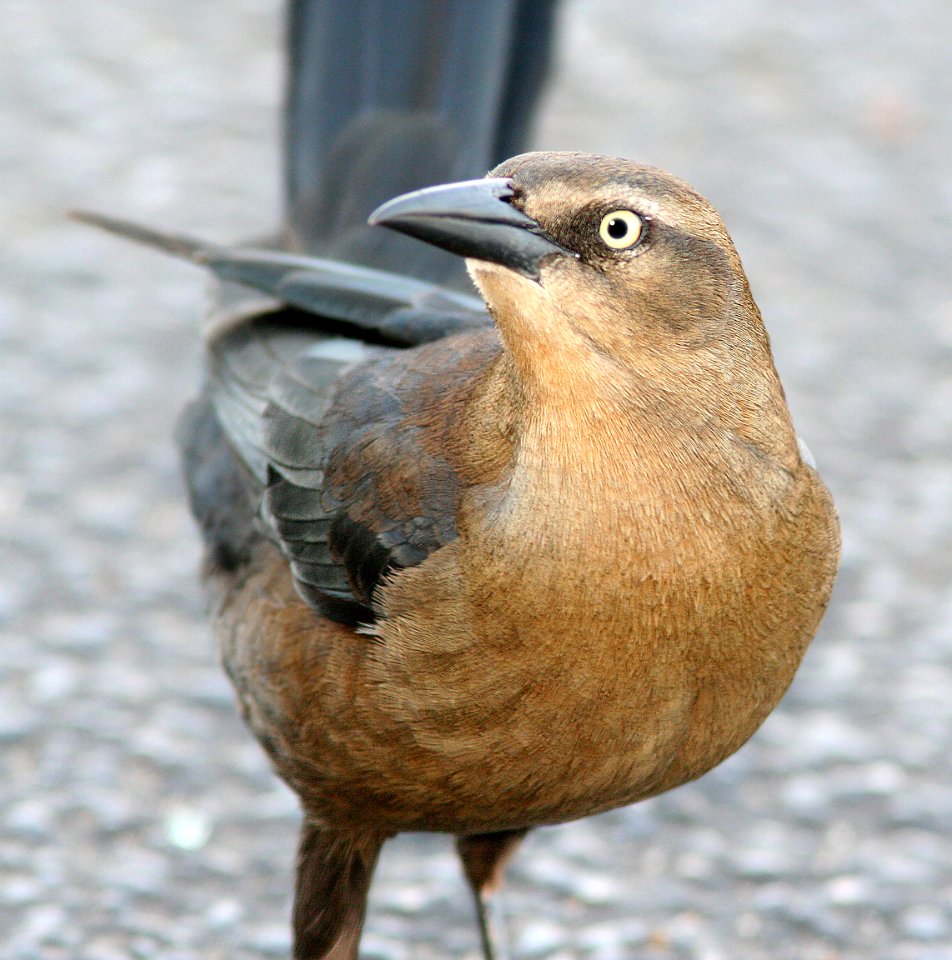 939 - GREAT-TAILED GRACKLE  (12-30-08) quintana, tx  (5)