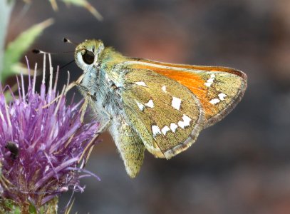 SKIPPER, APACHE (Hesperia woodgatei) (9-16-2020) 7200 ft, along woodchutes trail, north of poweline tank, prescott nat forest, yavapai co, az -06