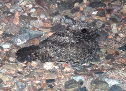 POORWILL, COMMON (4-8-12) 78 circulo montana, patagonia lake ranch estates, scc, az -01