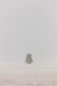 Lone tree in the fog at Lower Geyser Basin