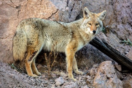 Coyote with leg wound photo