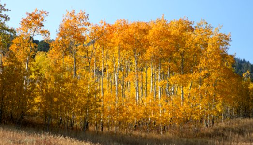 Aspen stand in Custer Gallatin National Forest near Yellowstone