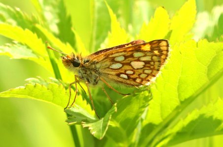 SKIPPER, ARCTIC (Carterocephalus palaemon) (6-7-2018) rice lake n w r, aitkin co, mn -01