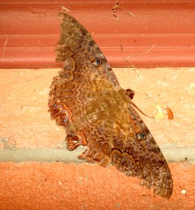 BLACK WITCH MOTH (Ascalapha odorata) (9-3-2018) 78 circulo montana, lake patagonia ranch estates, santa cruz co, az -01