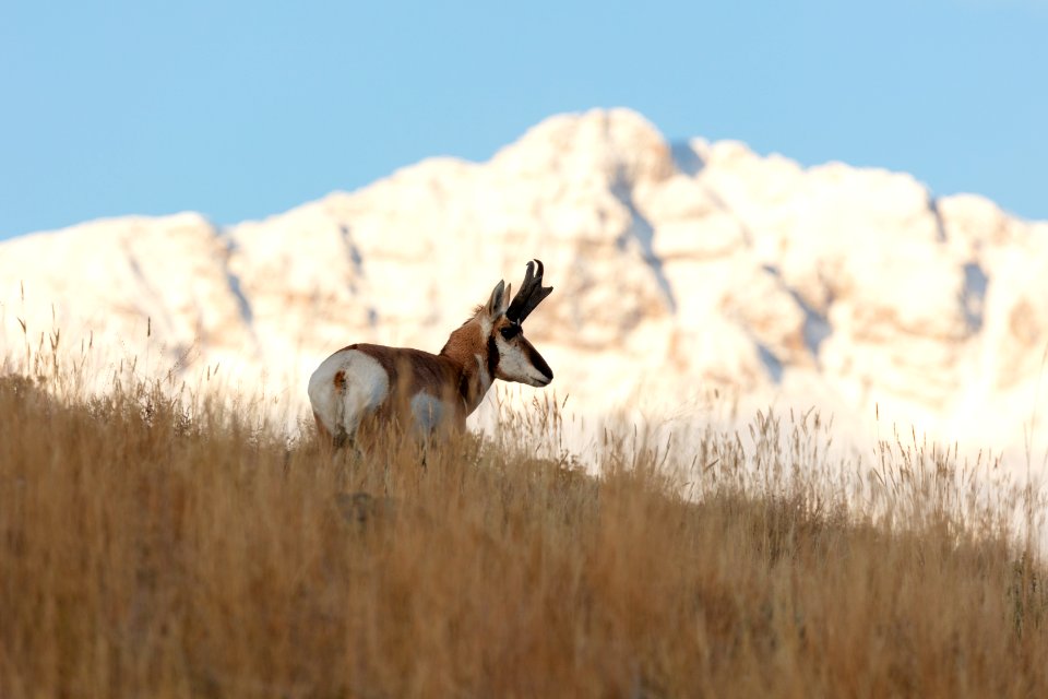 A pronghorn looks back from a ridgline as Electric Peak towers in the distance