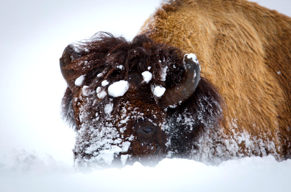 Bison