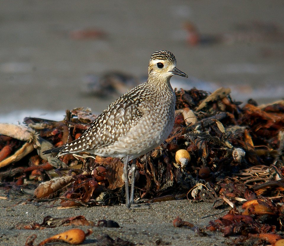 AMERICAN GOLDEN PLOVER (11-5-06)- 4