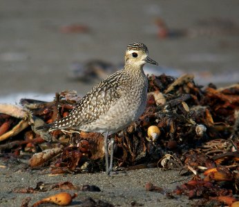 AMERICAN GOLDEN PLOVER (11-5-06)- 4