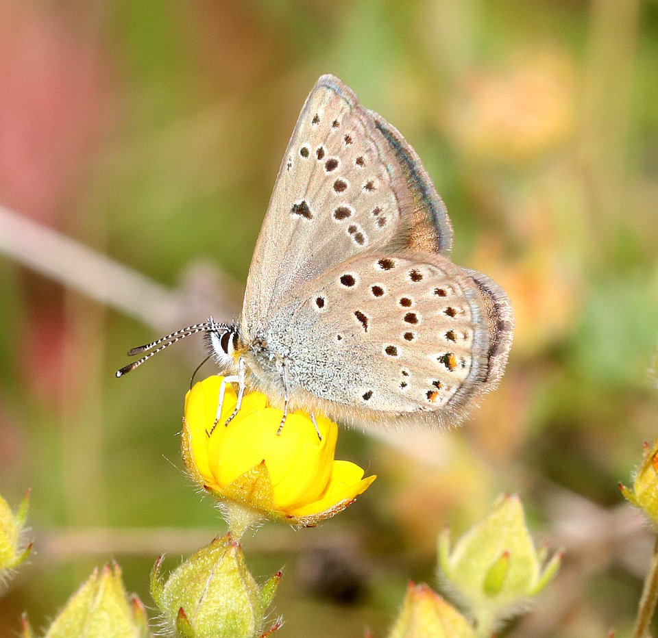 BLUE, GREENISH (Plebejus saepiolus) (7-22-2020) 6500 ft, pioneers mts scenic byway, beaverhead co, mt -01