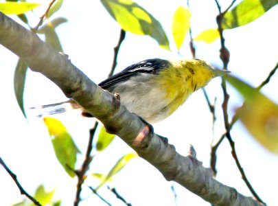 623 - YELLOW-THROATED VIREO (9-3-07) oceano, slo co, ca (3)