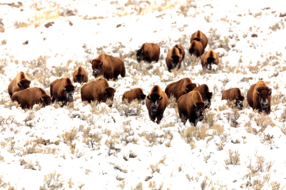 Group of bison migrating through the snow near Blacktail Ponds