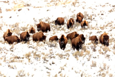Group of bison migrating through the snow near Blacktail Ponds