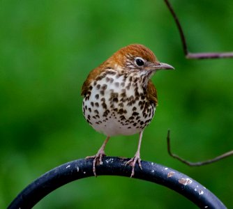 Wood Thrush photo