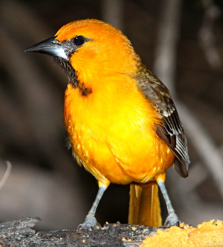 945 - HOODED ORIOLE (3-10-12) salineno, tx