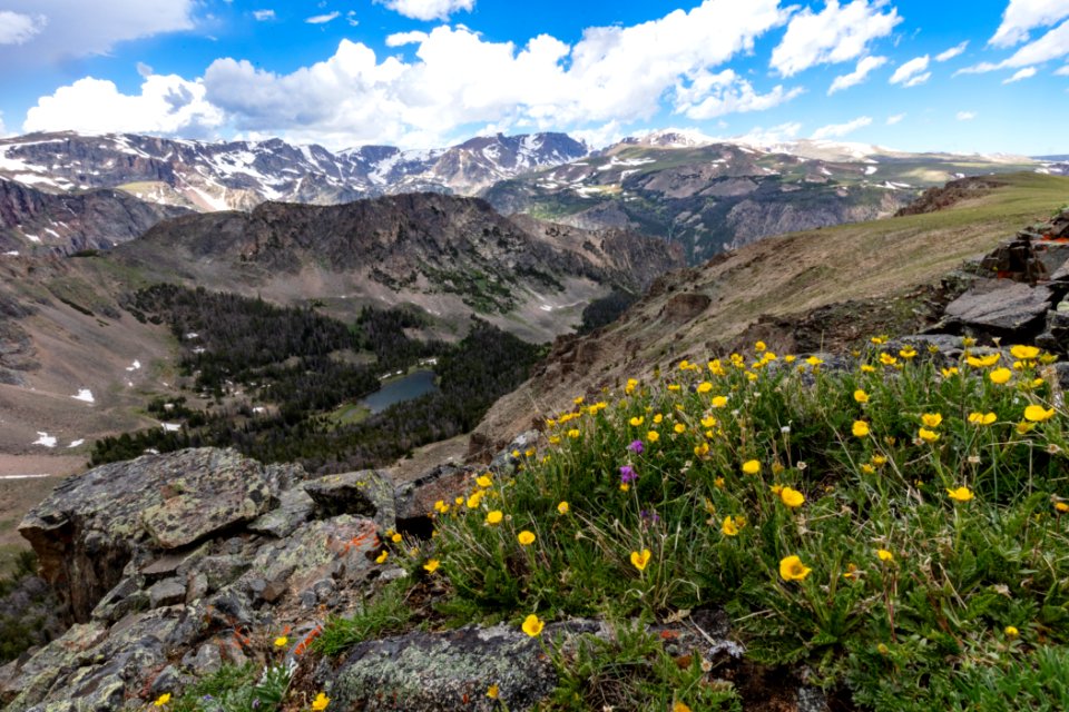 Cinquefoil on an alpine ridge overlooking Mirror Lake and the Beartooth Mountains