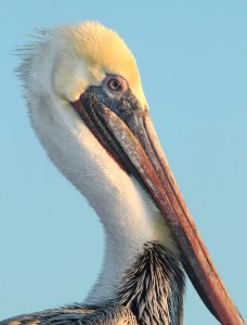PELICAN, BROWN (12-16-09) morro bay, ca -02