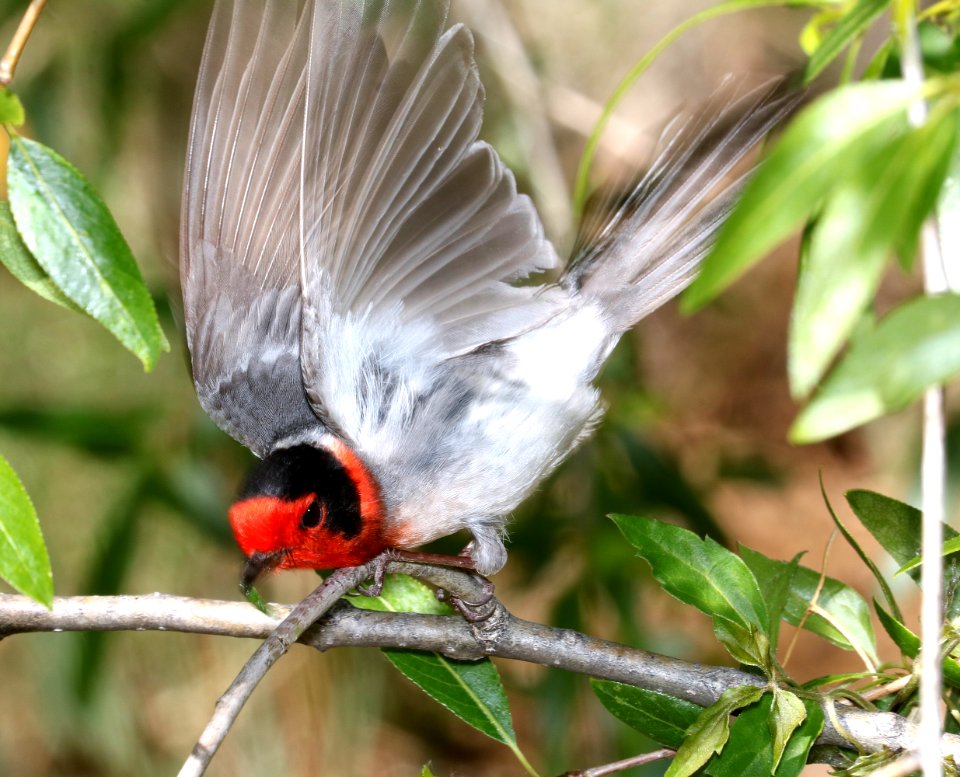 849 - RED-FACED WARBLER (5-4-2017) near emory pass, mimbres mts, grant co, nm -05