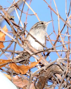 700 - SINALOA WREN (3-3-2016) huachuca canyon, huachuca mts, cochise co, az -03
