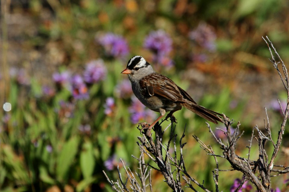 White-crowned sparrow