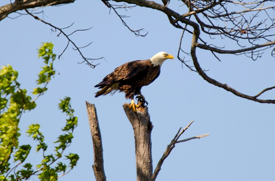 Bald Eagle