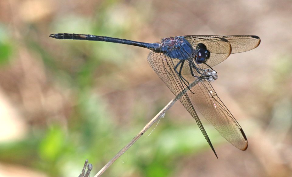 SETWING, BLACK (Dythemis nigrescens) (10-30-2020) the butterfly center, mission, hidalgo co, tx -03 male