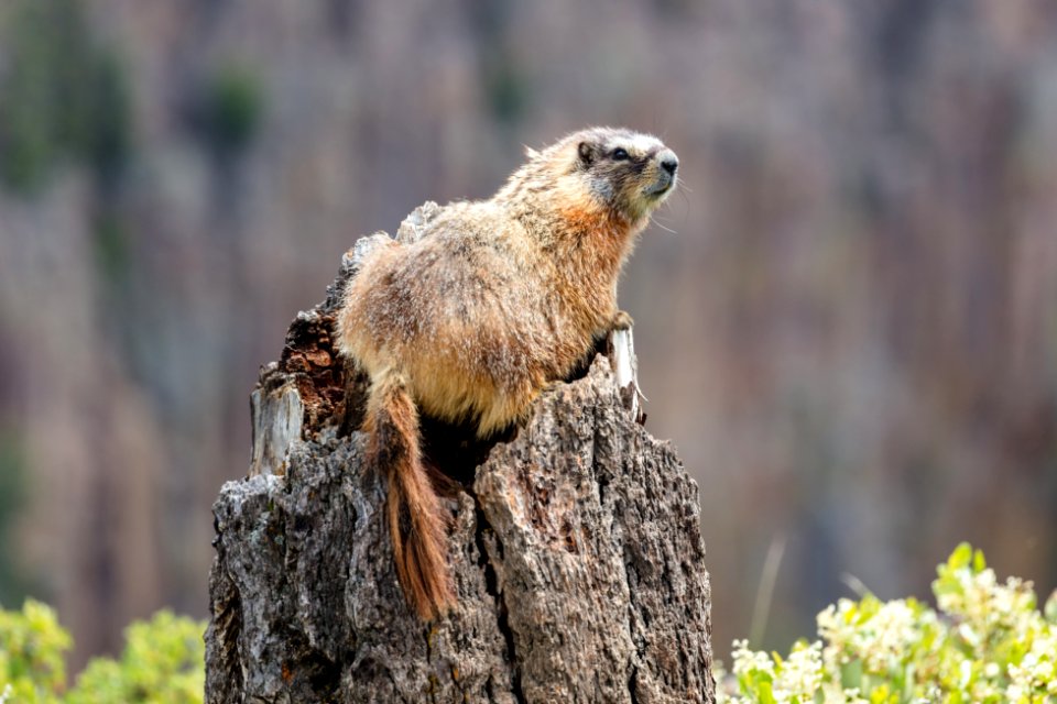 Yellow-bellied marmot along the Osprey Falls Trail