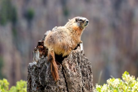 Yellow-bellied marmot along the Osprey Falls Trail photo