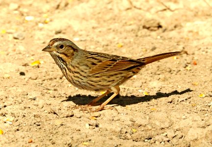 893 - LINCOLN'S SPARROW (3-3-2019) san pedro house, cochise co, az -01