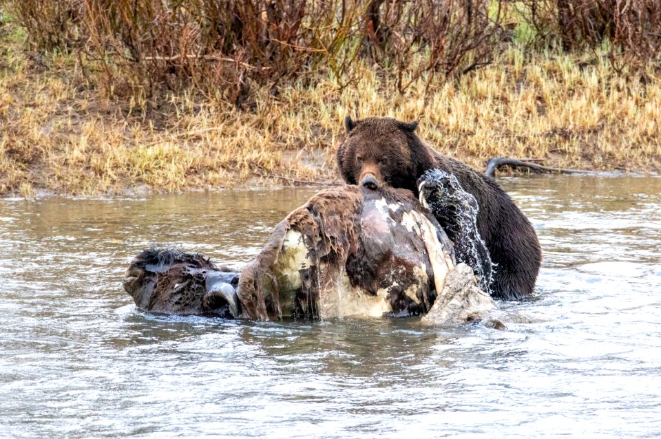 Grizzly bear on bison carcass in Lamar Valley