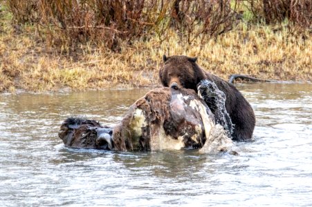 Grizzly bear on bison carcass in Lamar Valley photo