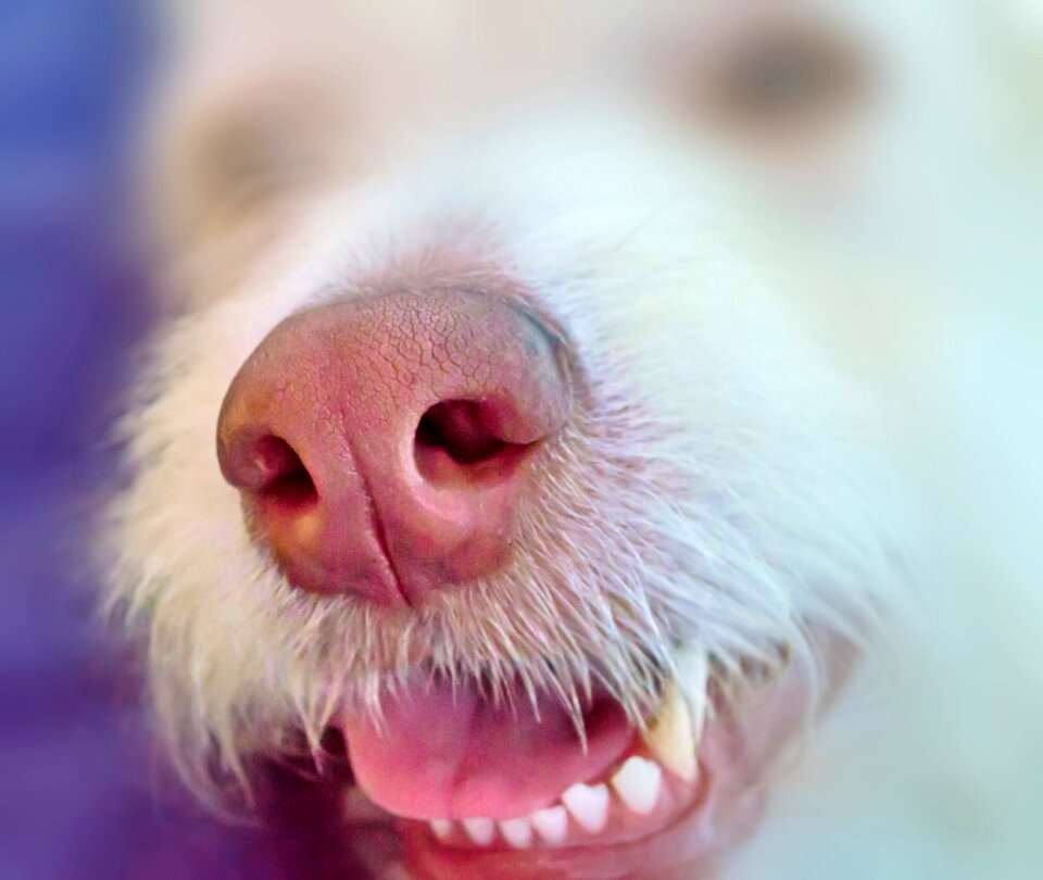 Smell sense of smell spürnase snout
