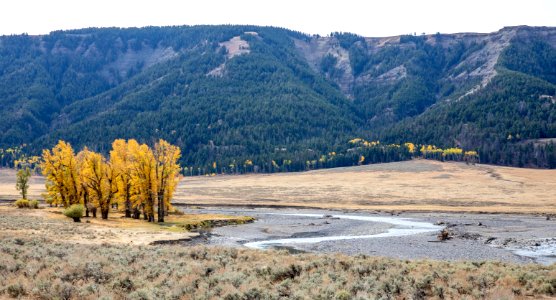 Cottonwoods along Lamar River