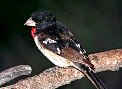 919 - ROSE-BREASTED GROSBEAK (6-1-09) sub-adult male, canet rd, slo co, ca (3)