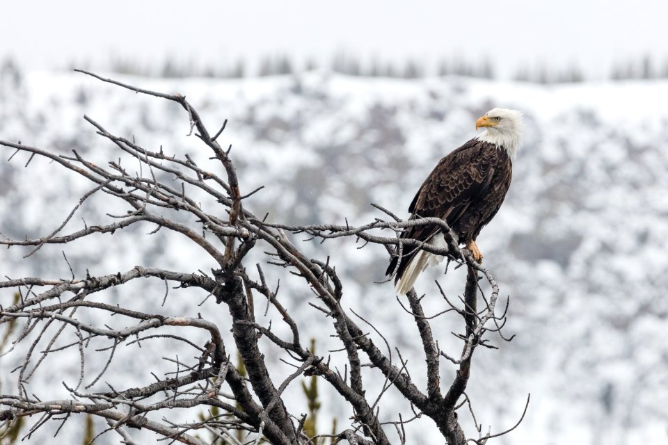 Bald eagle along the Madison River