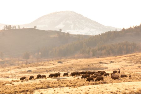 A group of bison grazing with Druid Peak in the distance