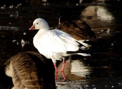 Ross's Goose photo