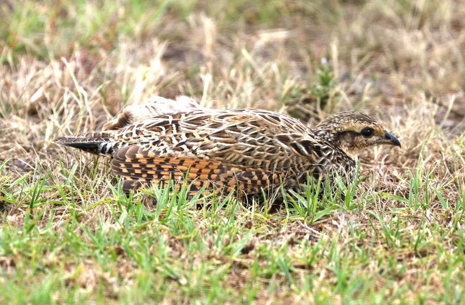 BLACK FRANCOLIN (8-30-2017) female, waimea airport, hawai'i co, hawaii -01