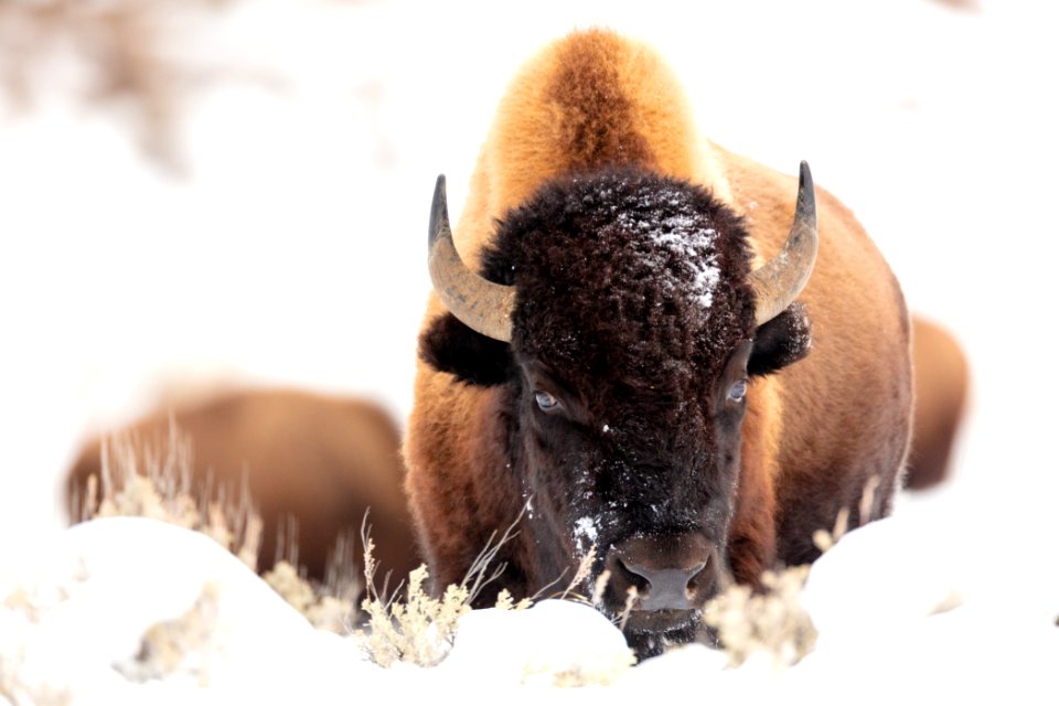 Bison standing in the snow