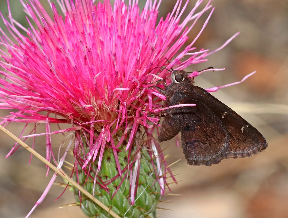 CLOUDYWING, NORTHERN (Thorybes pylades) (7-8-2020) garden canyon, huachuca mts, cochise co, az -02