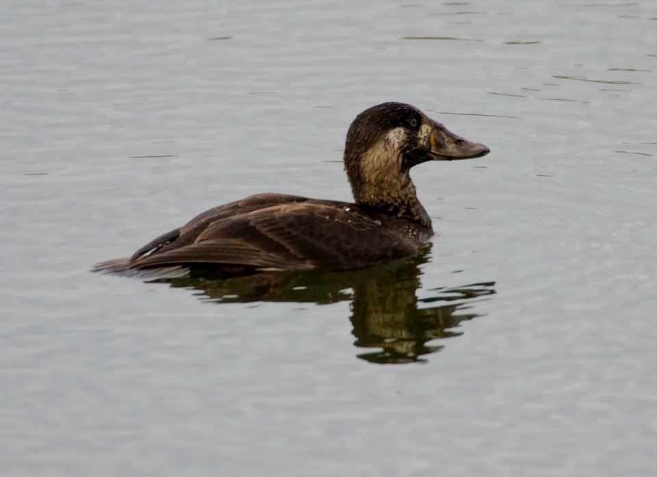 Surf Scoter