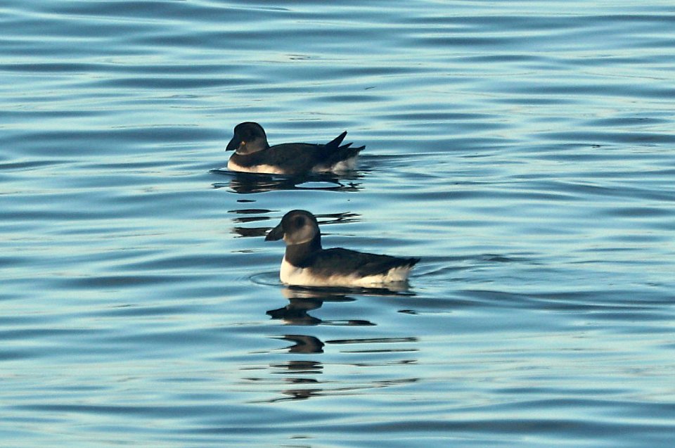 419 - ATLANTIC PUFFIN(9-15-2918) MAS pelagic trip, out of bar harbor, me (33)