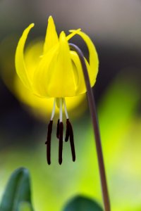 Erythronium grandiflorum (glacier lily)